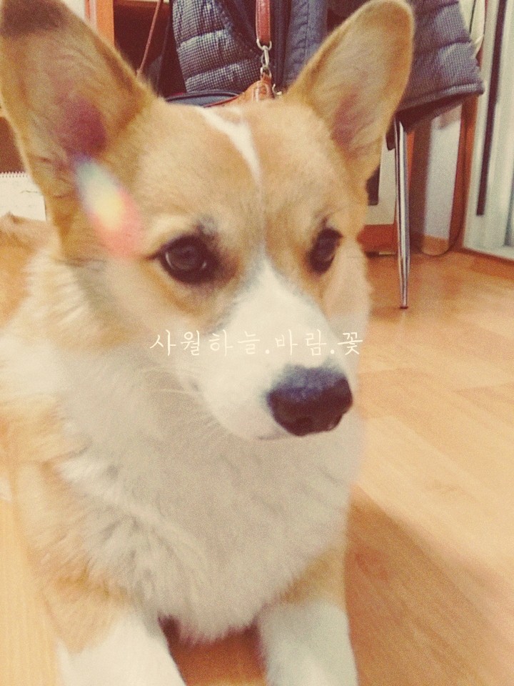 4월의 행복 귀엽게