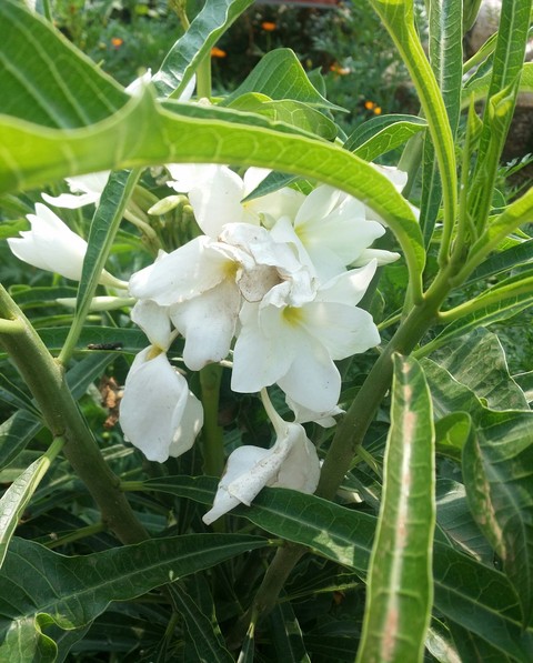 Plumeria pudica