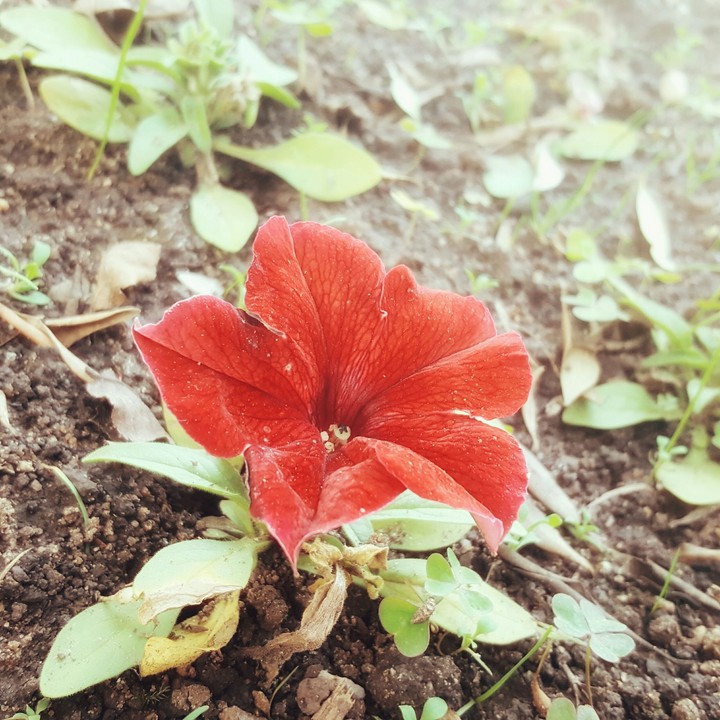 Biter Bloom