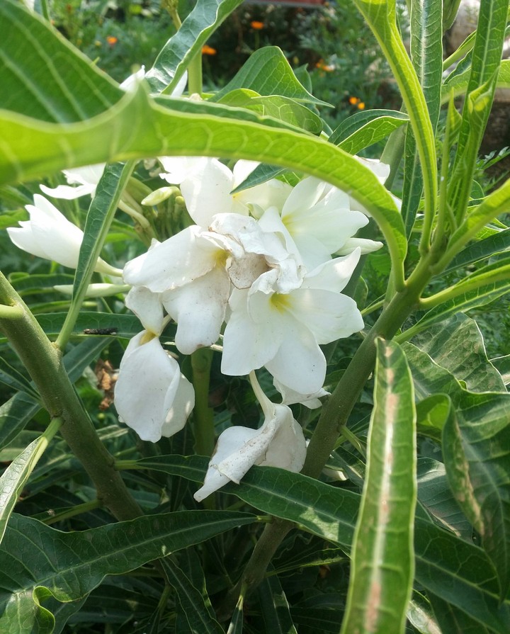 Plumeria pudica
