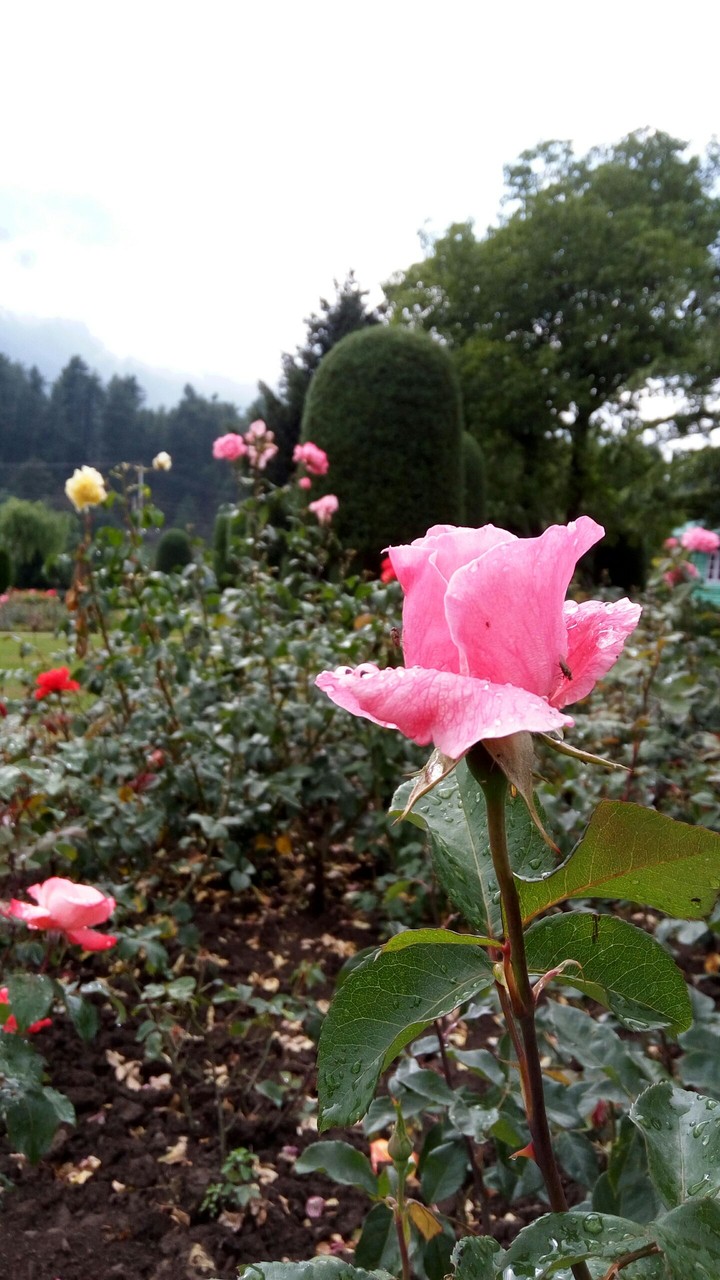 Pink Rose...............................