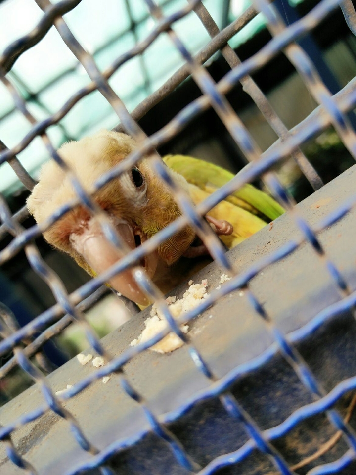 Parrot