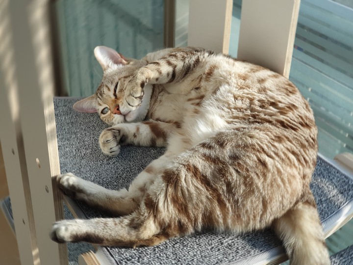 cat