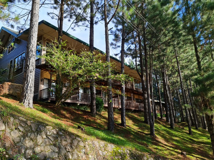 forest pines