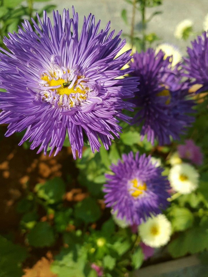 the flowers can express more
