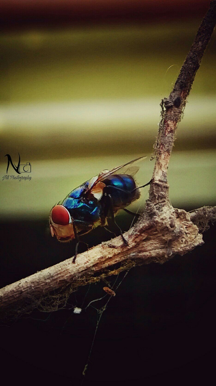 loveinsect
