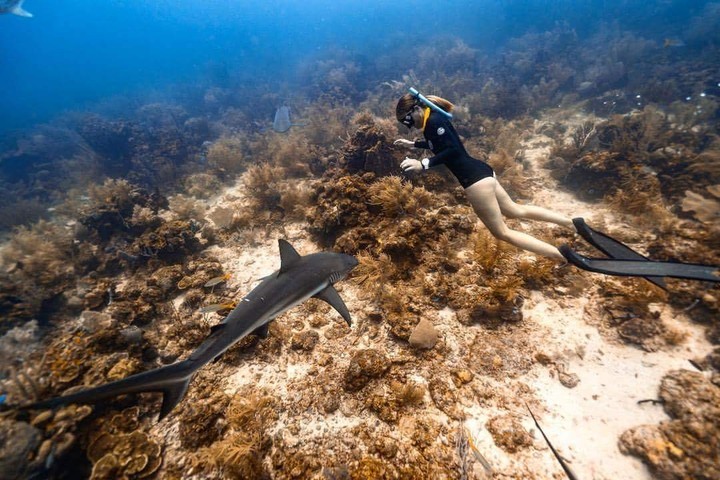 swimming with sharks