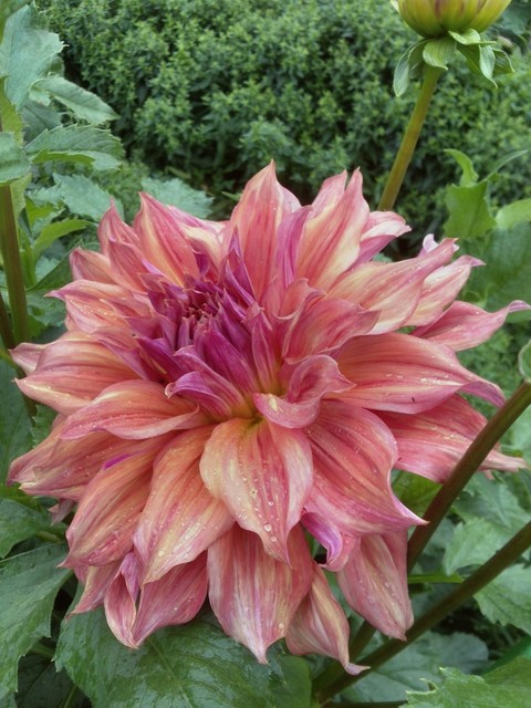 dahlia, flower Hintergrundbilder