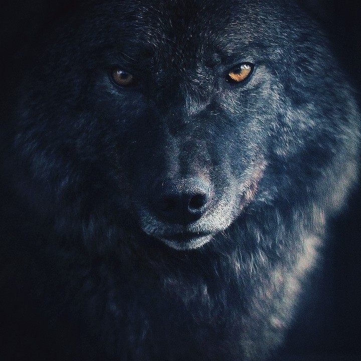 wolf