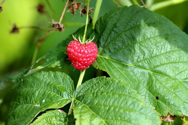 Himbeere