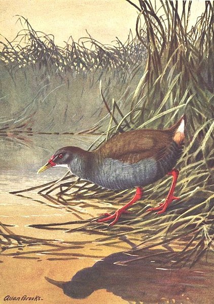 Saracura-de-zapata (nome científico: Cyanolimnas cerverai)