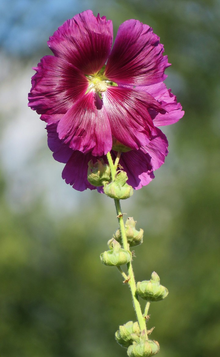 A flower