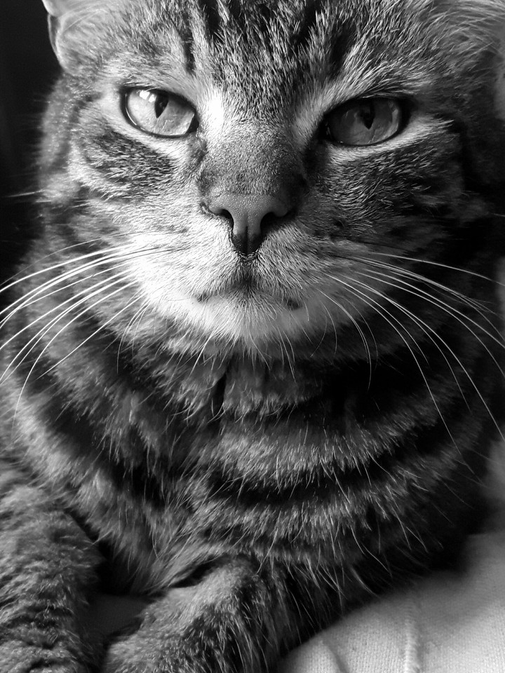 my lovely kitty