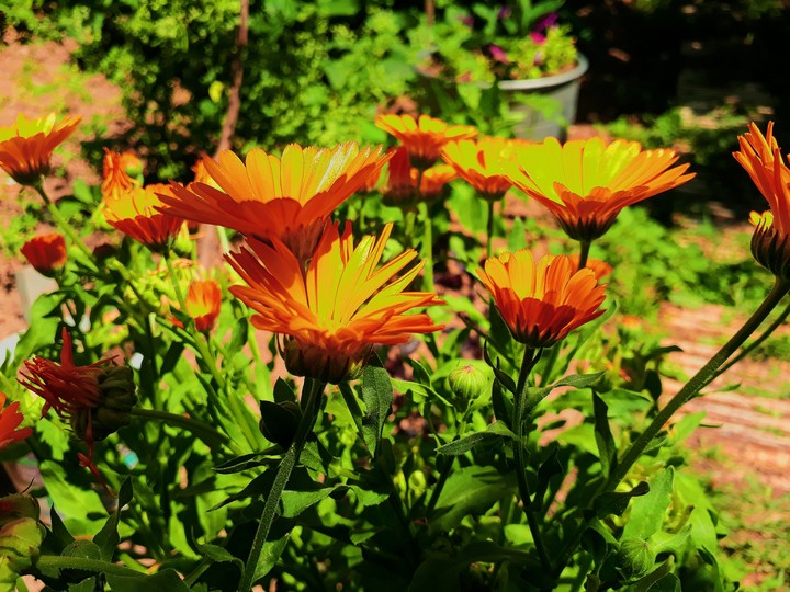 flower