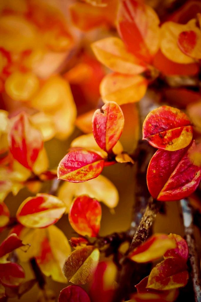 Beautiful Autumn