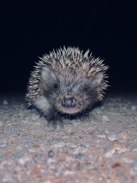 wallpaper snout, organism