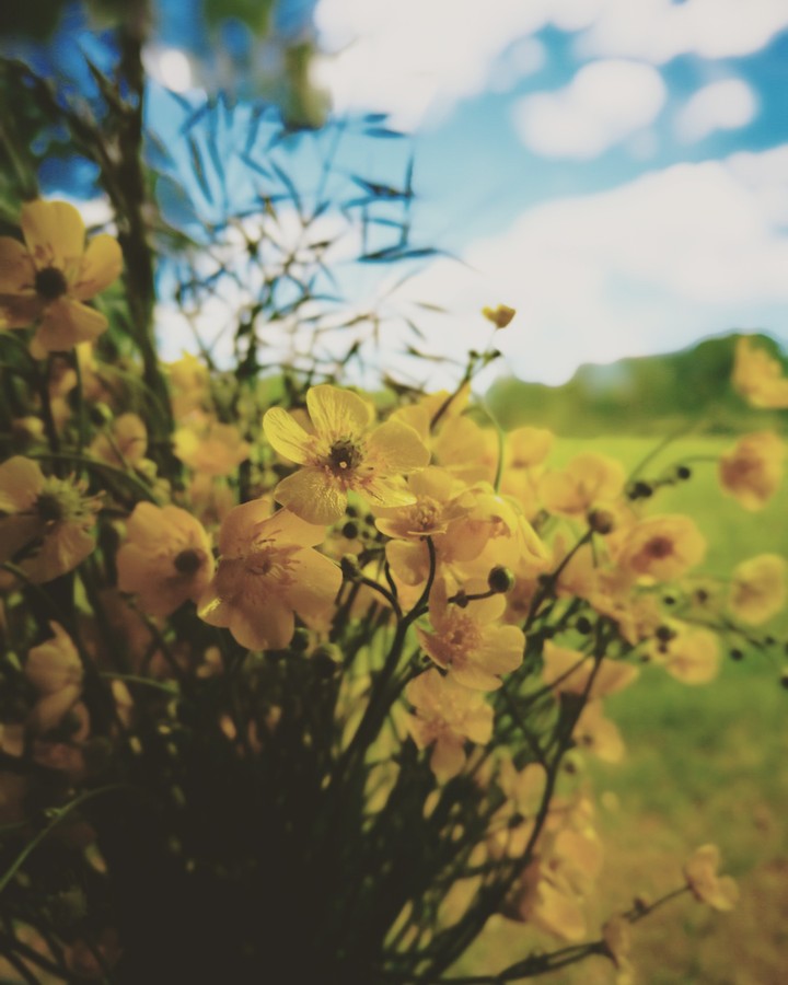 buttercups