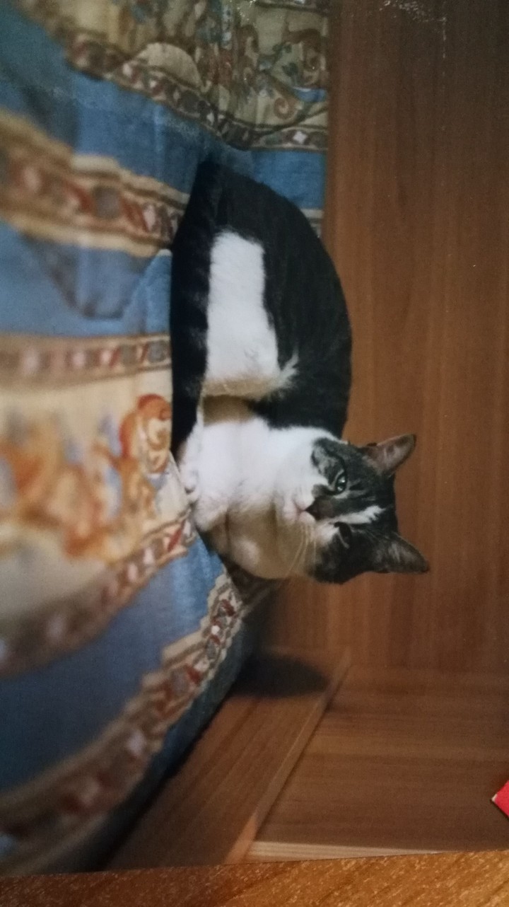 Gatto