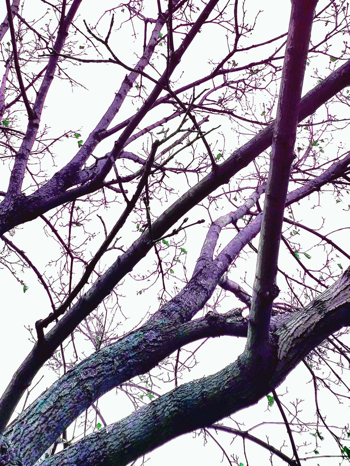 branched