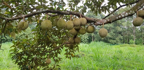 Durians