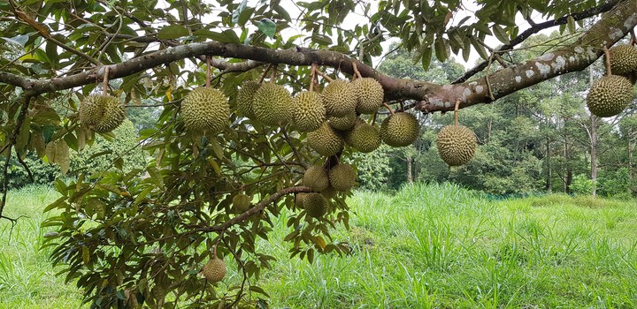 Durians