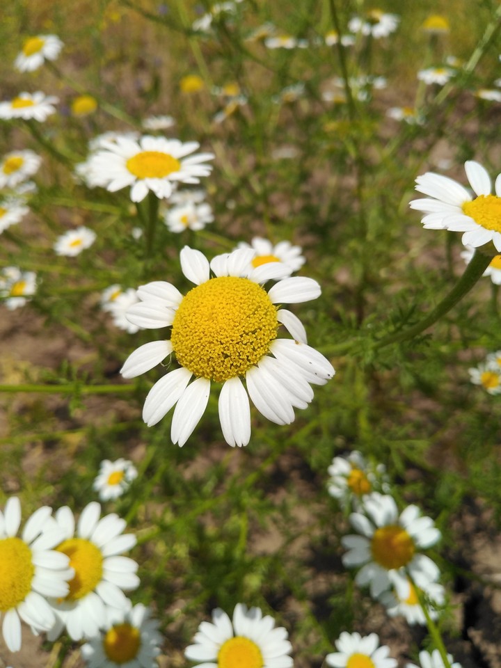 Daisy