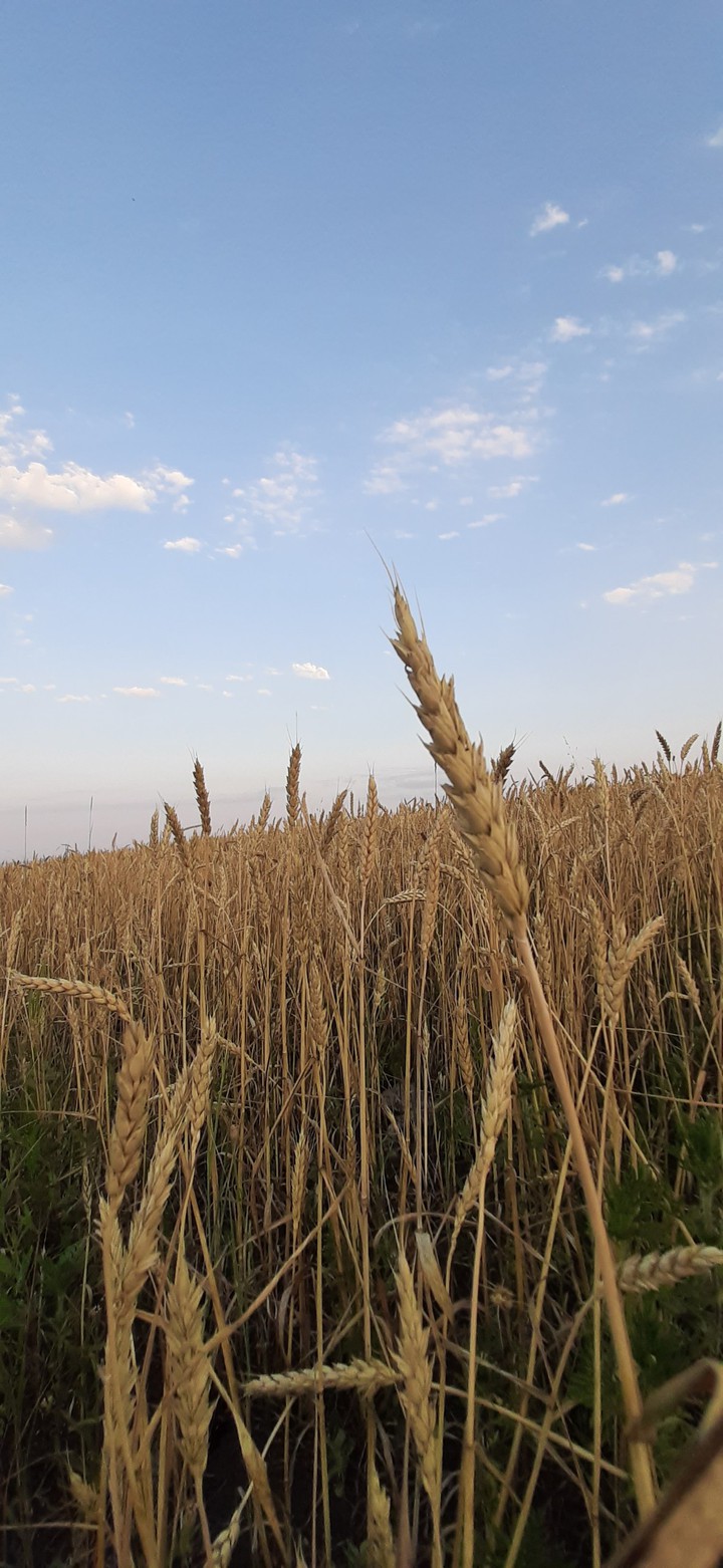 природа