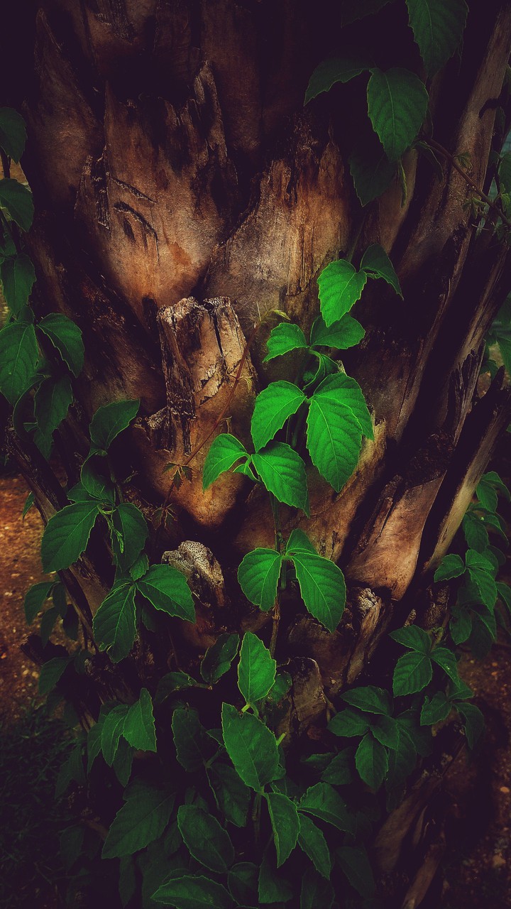 nature