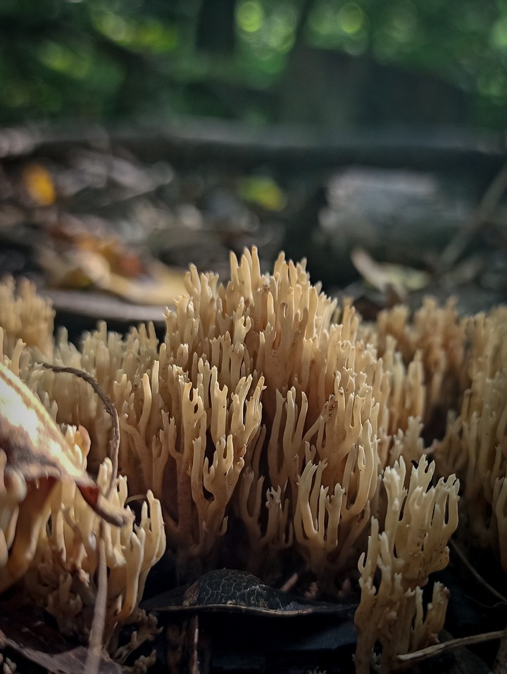 ramaria