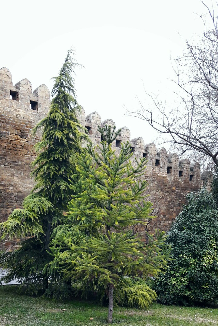 Green Spruce