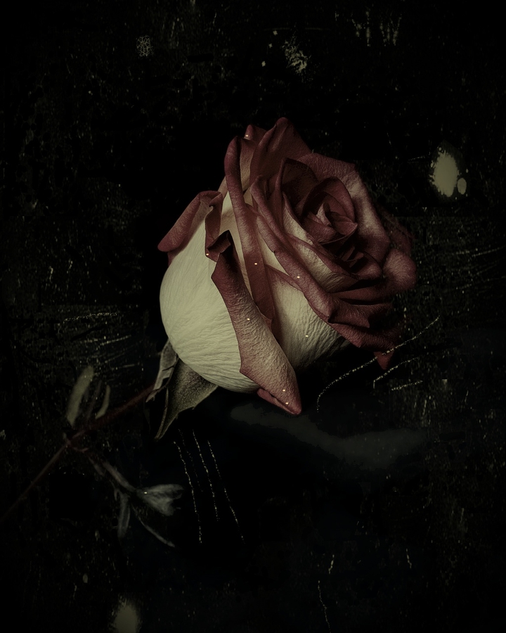 My last rose