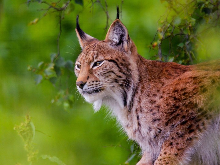Wild Beauty