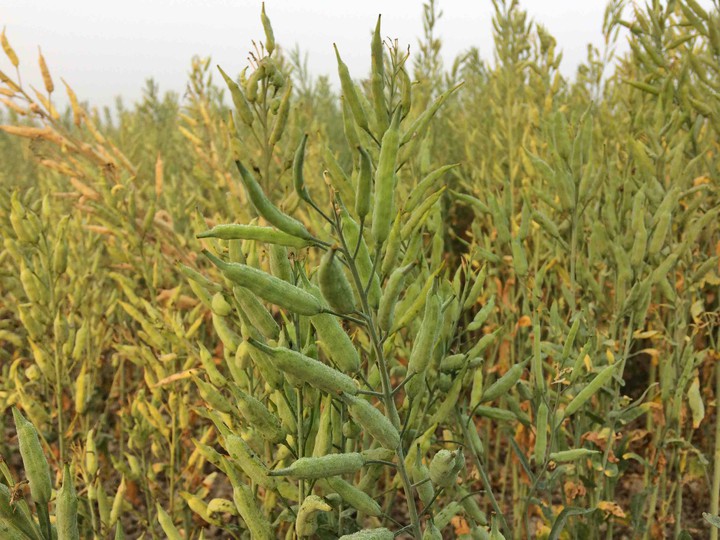 crops