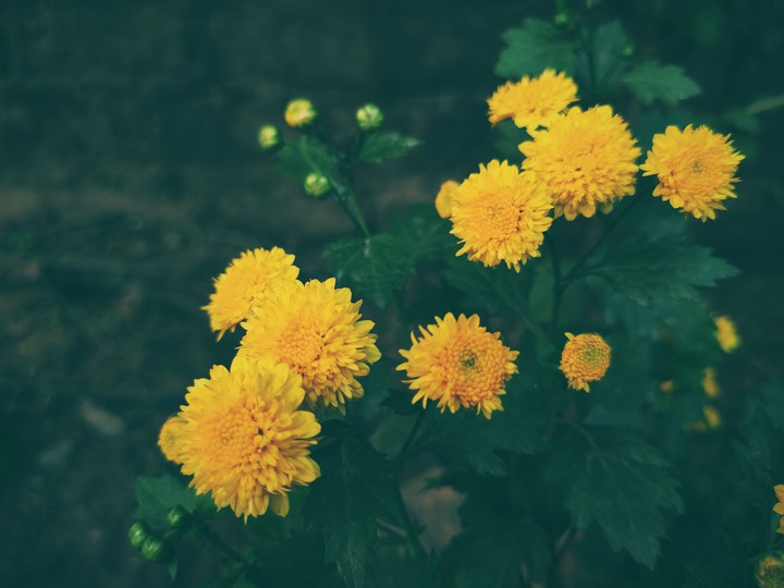Winter blooms