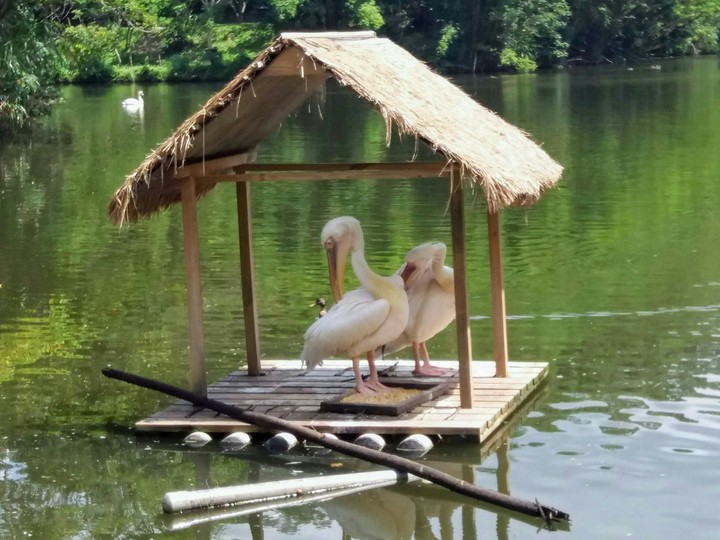 bird
