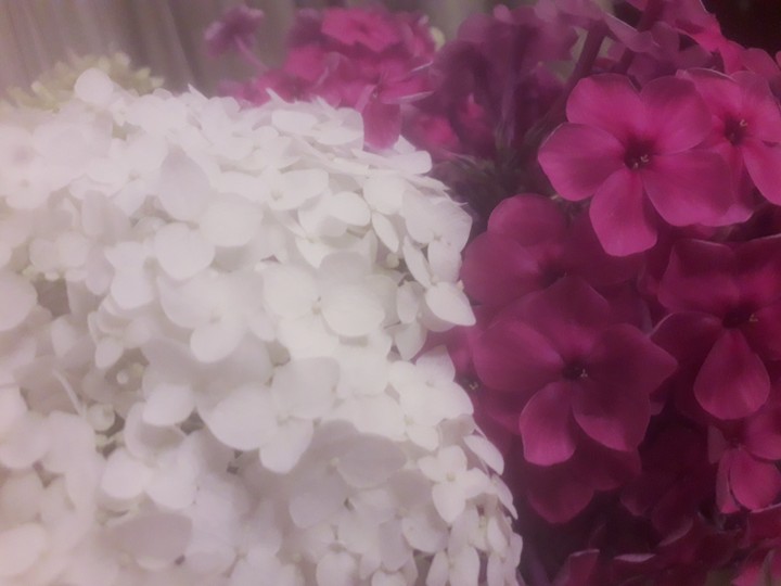 flowers