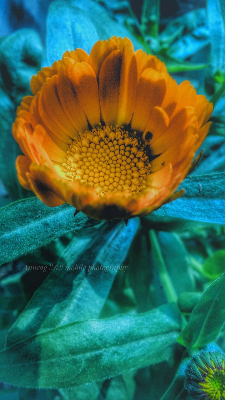 Anurag photography