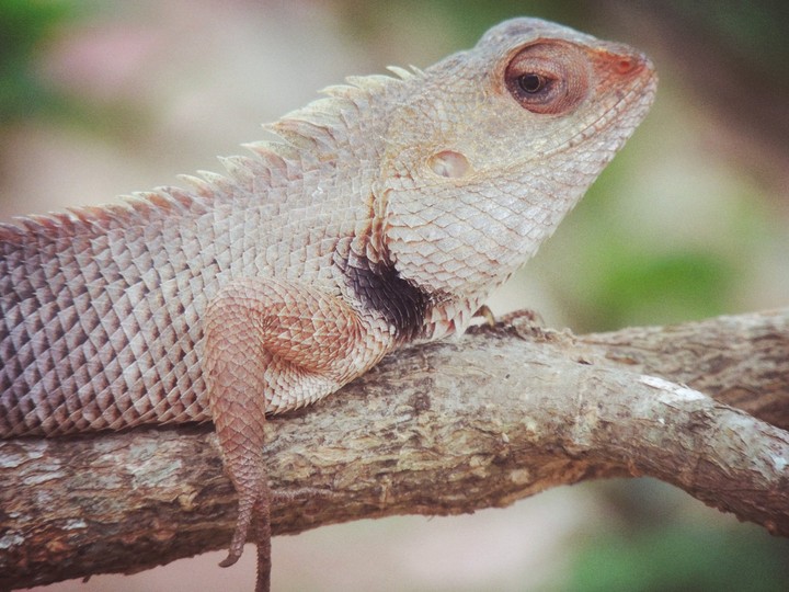 A bit alert chameleon
