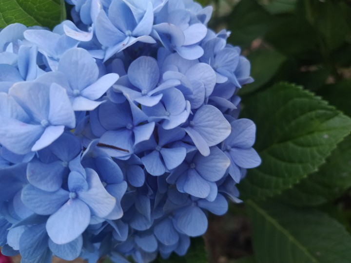 Beautiful flower ??