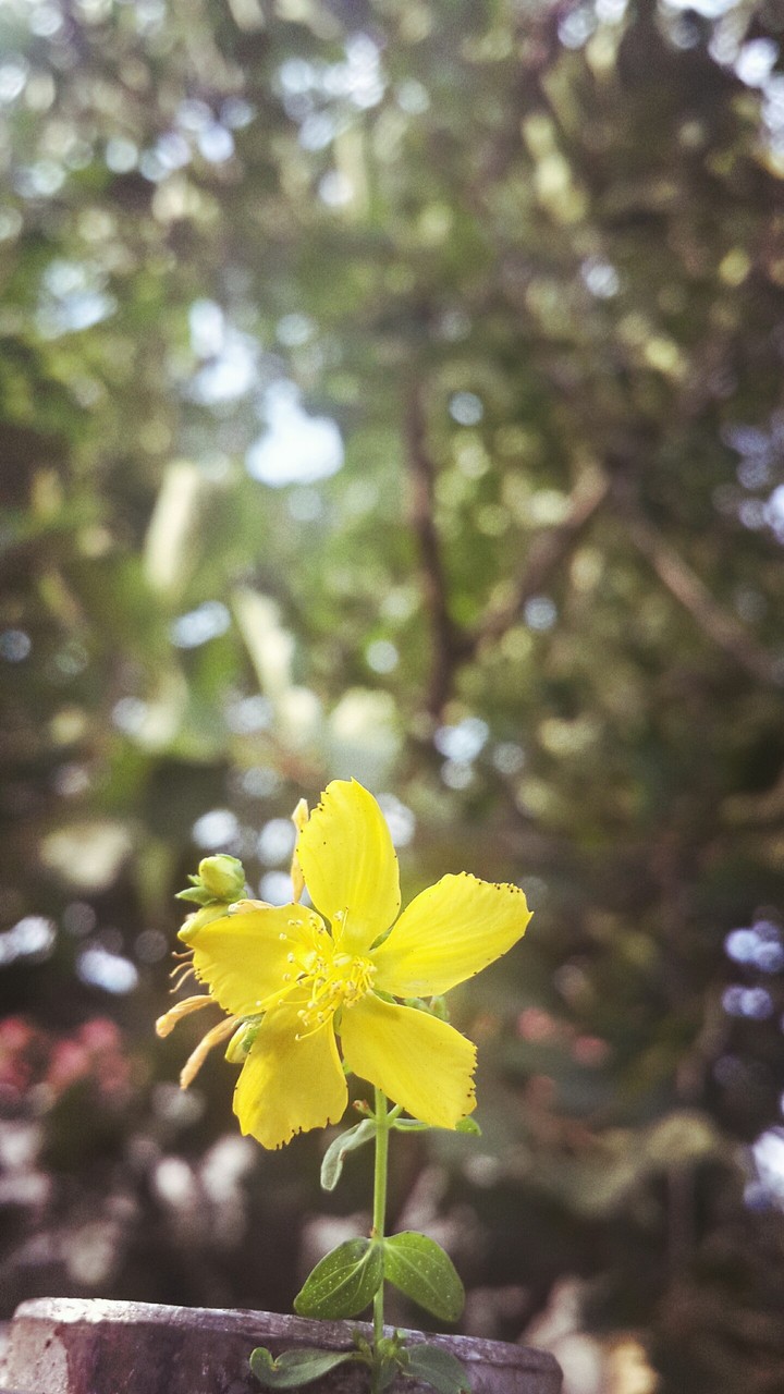 flower