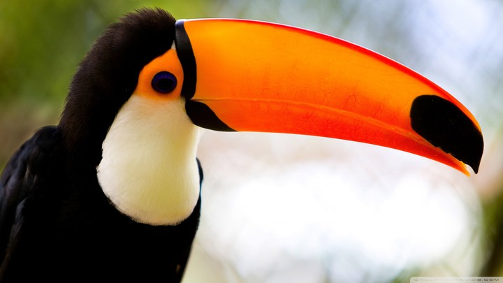 Caribbean Toucan ❤❤❤