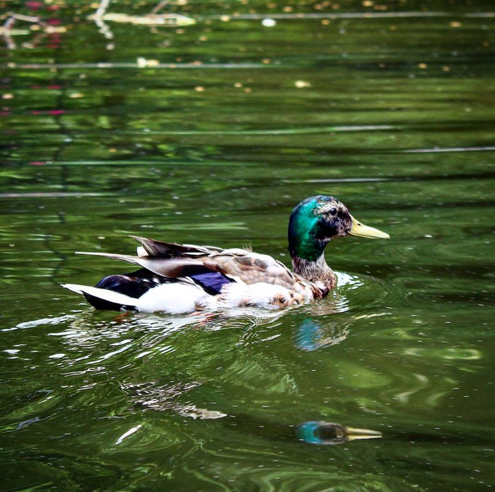 Wild Duck
