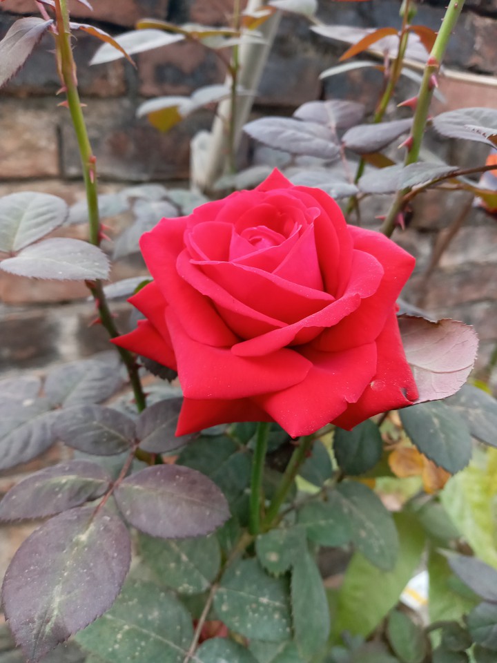 rose