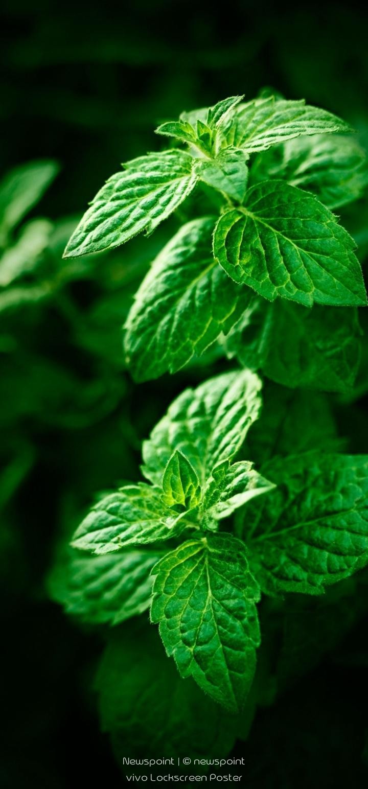 ayurvedic