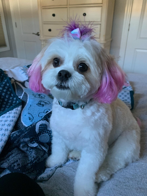 pink bella