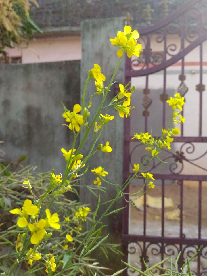 Mustard