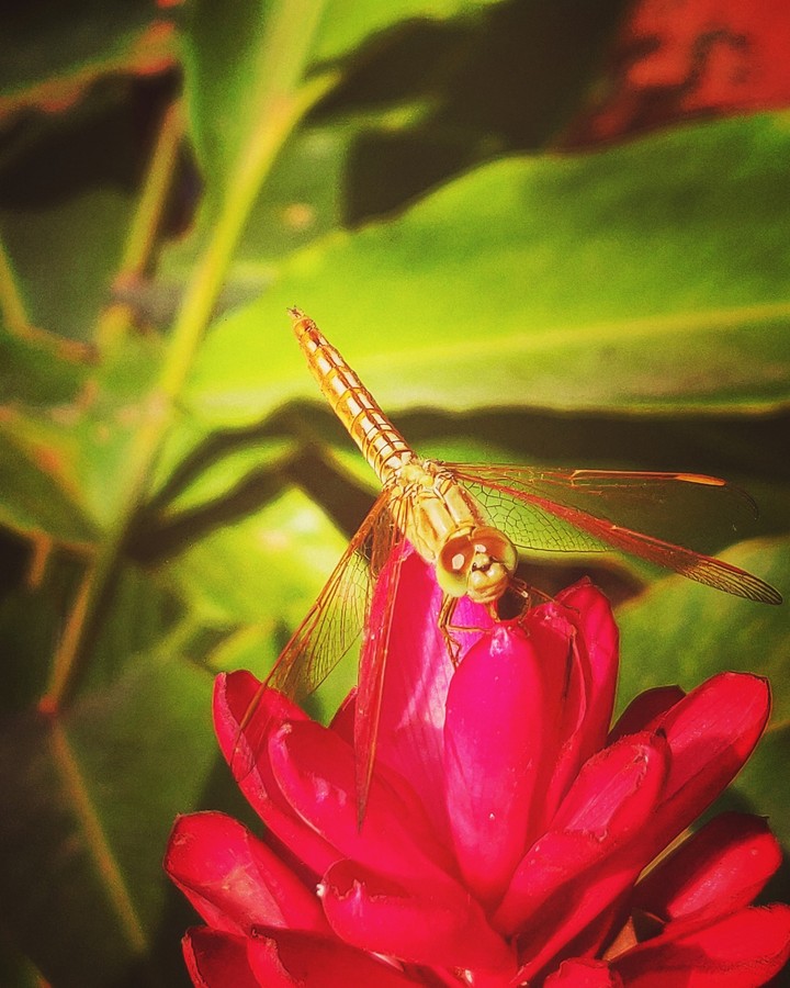 dragon fly