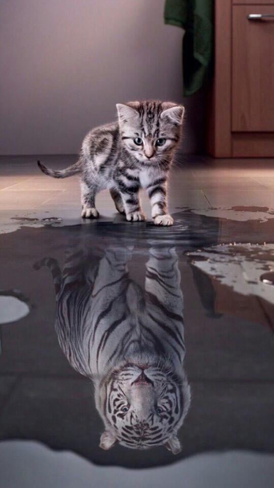 kitten and tiger