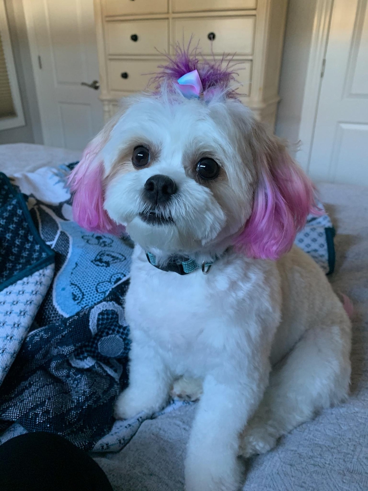pink bella