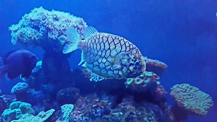 Fish